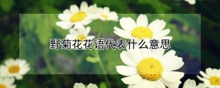 野菊花花语代表什么意思,第1图