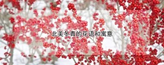 北美冬青的花语和寓意,第1图