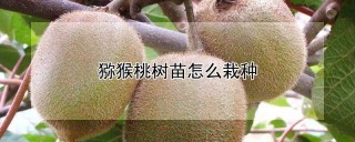 猕猴桃树苗怎么栽种,第1图