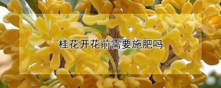 桂花开花前需要施肥吗,第1图