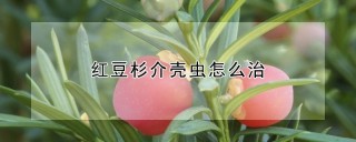 红豆杉介壳虫怎么治,第1图