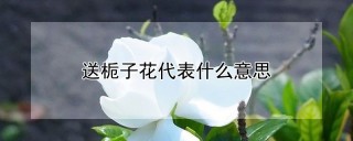 送栀子花代表什么意思,第1图