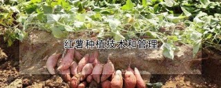 红薯种植技术和管理,第1图