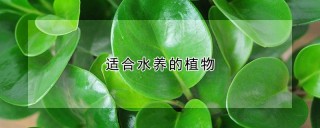 适合水养的植物,第1图