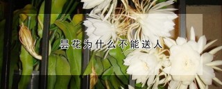 昙花为什么不能送人,第1图