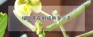 绿豆开花到成熟多少天,第1图