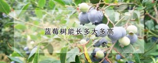 蓝莓树能长多大多高,第1图