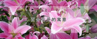 百合花开的寓意,第1图