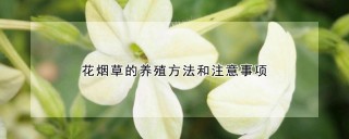 花烟草的养殖方法和注意事项,第1图