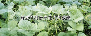 绿豆几月份开花几月成熟,第1图