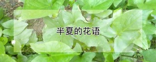 半夏的花语,第1图