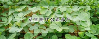 花生喷什么能高产,第1图