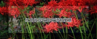 红色彼岸花的花语和寓意,第1图