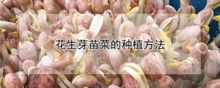 花生芽苗菜的种植方法,第1图