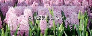 象征涅槃重生的花,第1图