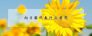 向日葵代表什么意思,第1图