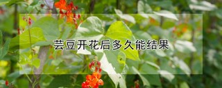 芸豆开花后多久能结果,第1图