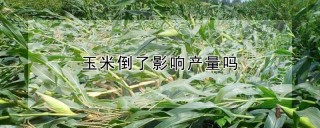 玉米倒了影响产量吗,第1图