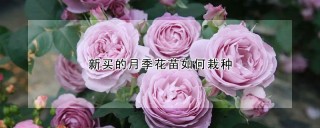 新买的月季花苗如何栽种,第1图