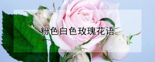 粉色白色玫瑰花语,第1图