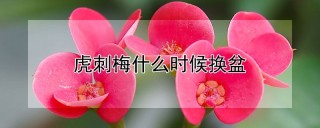 虎刺梅什么时候换盆,第1图