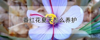 番红花夏天怎么养护,第1图