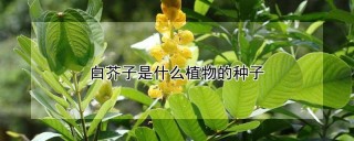 白芥子是什么植物的种子,第1图