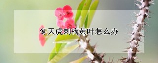 冬天虎刺梅黄叶怎么办,第1图