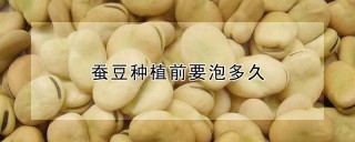 蚕豆种植前要泡多久,第1图