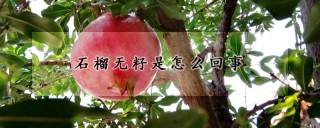 石榴无籽是怎么回事,第1图