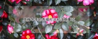 茶梅冬季的养殖方法和注意事项,第1图