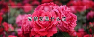 爱情花是什么花,第1图