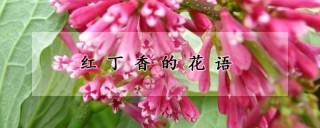 红丁香的花语,第1图