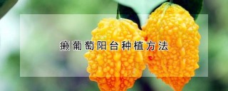 癞葡萄阳台种植方法,第1图