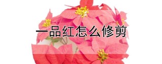 一品红怎么修剪,第1图