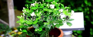 茉莉花怎样养,第1图