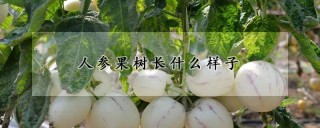 人参果树长什么样子,第1图