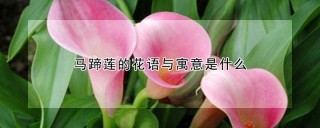 马蹄莲的花语与寓意是什么,第1图