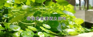 铜钱草需要晒太阳吗,第1图