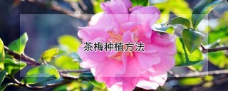 茶梅种植方法,第1图