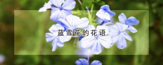 蓝雪花的花语,第1图