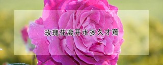 玫瑰花离开水多久才蔫,第1图