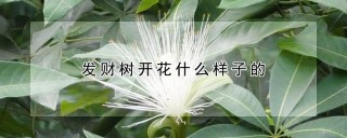 发财树开花什么样子的,第1图