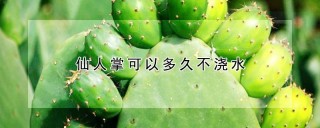 仙人掌可以多久不浇水,第1图