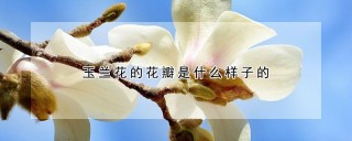 玉兰花的花瓣是什么样子的,第1图