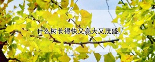 什么树长得快又高大又茂盛,第1图