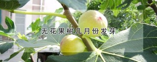 无花果树几月份发芽,第1图