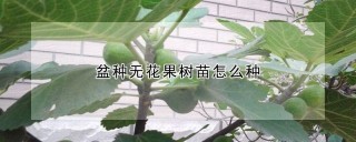 盆种无花果树苗怎么种,第1图