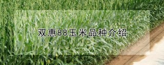 双惠88玉米品种介绍,第1图