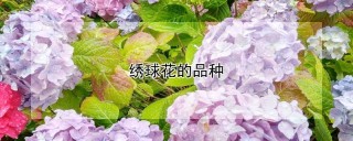 绣球花的品种,第1图